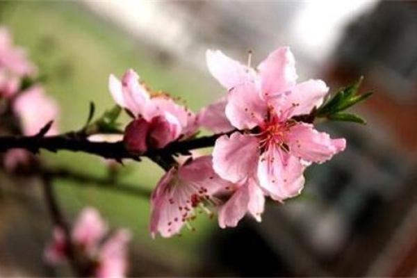 如何运用甲子日柱桃花运提升婚恋运