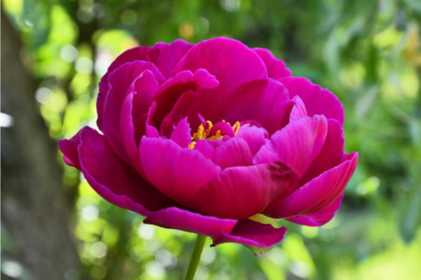八字中出现双重桃花：桃花运的两面性