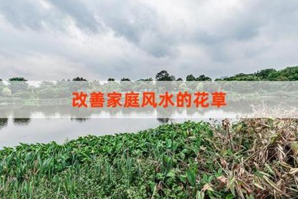 家居风水植物的选择与价格指南
