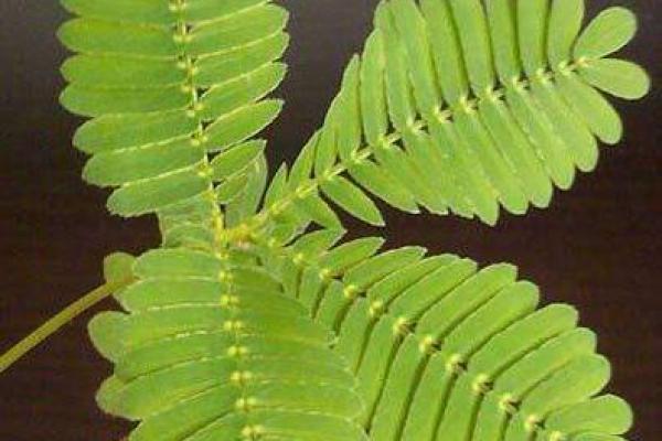 家居风水植物的选择与价格指南
