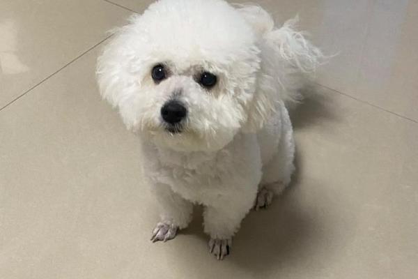 探索公比熊名字背后的文化象征