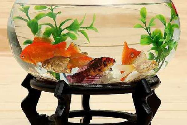 提升家居运势 鱼缸风水布局技巧全解析