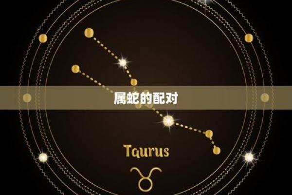 肖配对指南：哪些组合最为和谐与互补