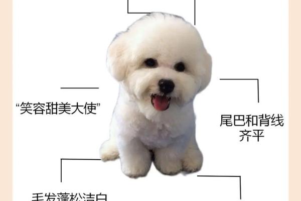 公比熊名字大全：从经典到现代风格