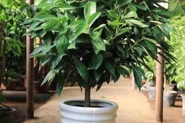 办公室植物选择与风水建议解析