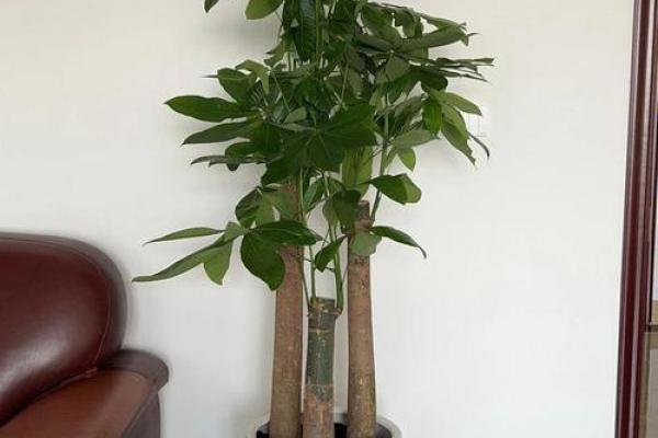 办公室植物选择与风水建议解析
