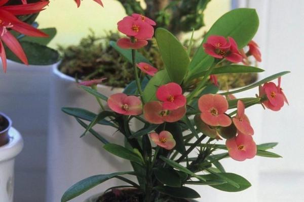 风水专家解析：家中带刺植物的正确摆放方法