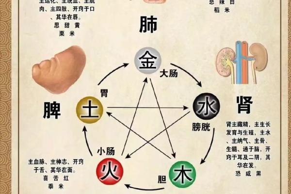 五行演绎：从木火土金水看人生的平衡与和谐