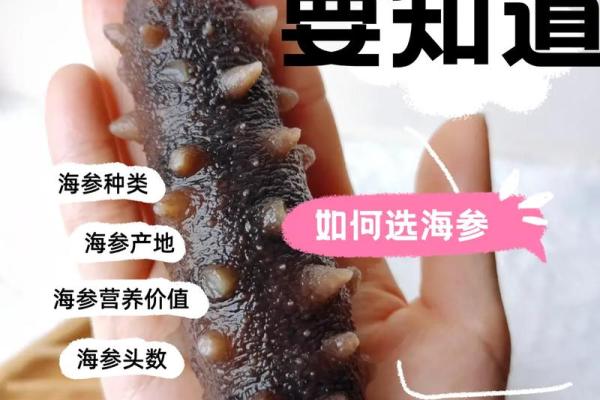 海参命名全记录：不同类型海参名称解读