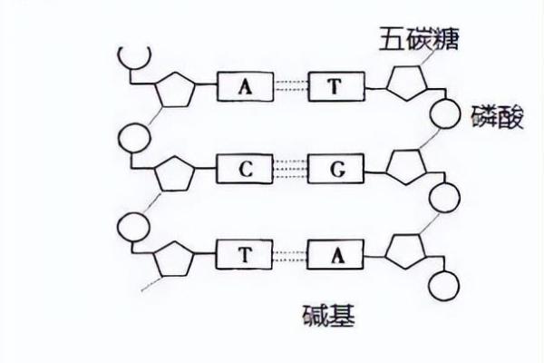 五行与糖的奥秘：探讨糖对身体的五行影响