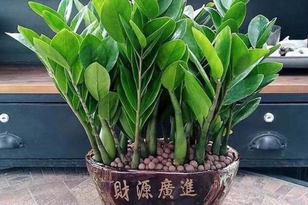 家居风水财位摆放的最佳物品推荐