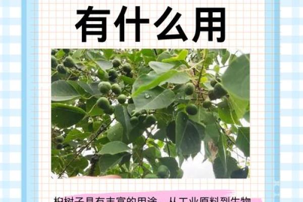 木头的命名：从树种到日常用途的演变