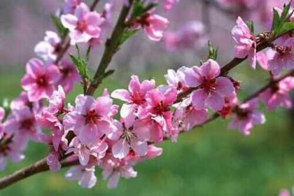 从八字看双重桃花对情感的影响力