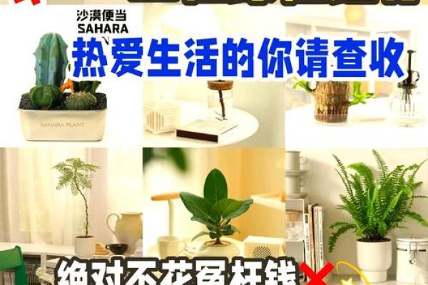 增运又养眼的家居风水植物清单