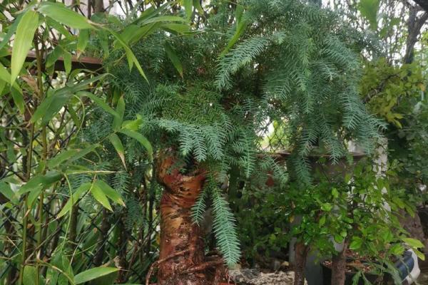 如何利用澳洲杉提升客厅风水气场