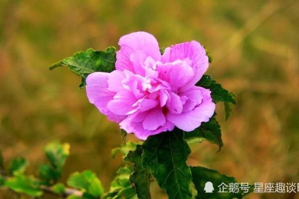 王康运势大揭秘：掌握运程趋势，迎接未来挑战
