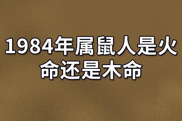 出生的人属鼠的特点和命运解析