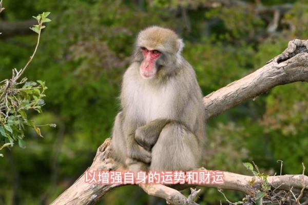 猴腊月运势预测：好运降临还是挑战重重？