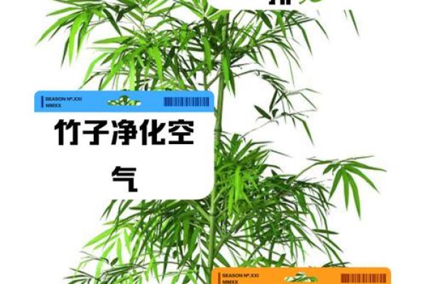 从风水角度解读养竹子的七大好处