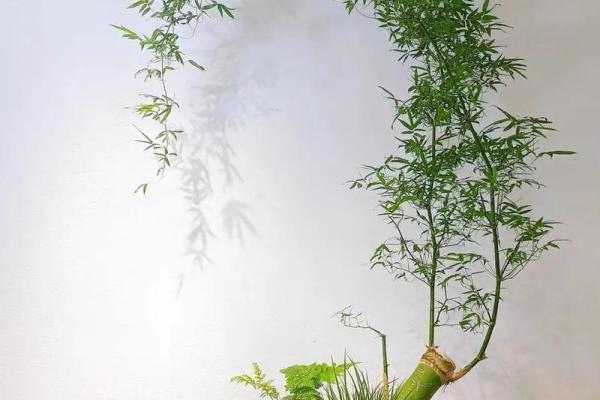 从风水角度解读养竹子的七大好处