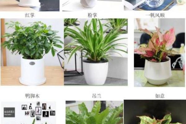 如何通过绿植改善办公室风水 如何通过绿植改善办公室风水