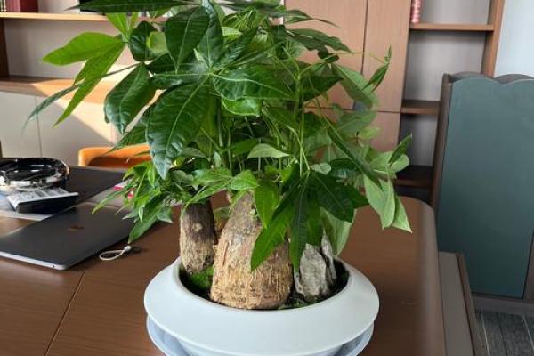 如何通过绿植改善办公室风水 如何通过绿植改善办公室风水