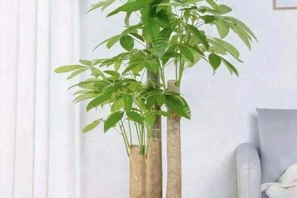 成华区家居风水植物：改善运势的绿植推荐