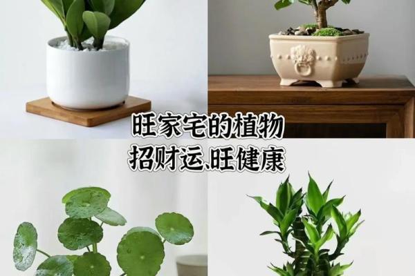 成华区家居风水植物：改善运势的绿植推荐