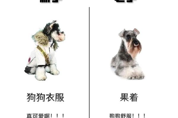 如何为你的狗狗选择一个合适的名字