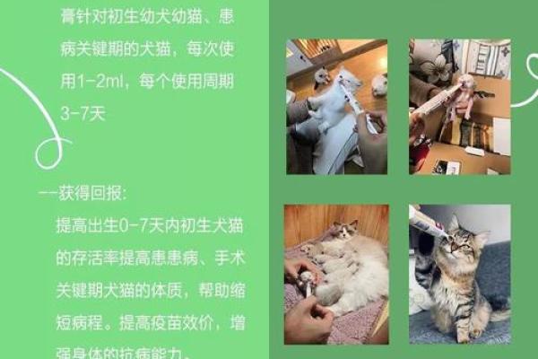 明日鼠运势全解析：适合行动的关键时刻