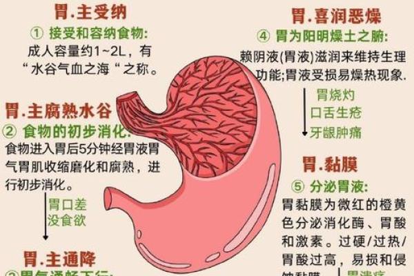 肠胃在五行中的归属与健康影响分析