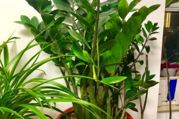 如何选择风水植物？不同植物单价大揭秘