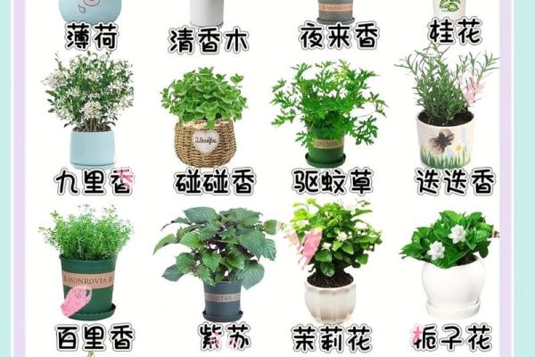 如何选择风水植物？不同植物单价大揭秘
