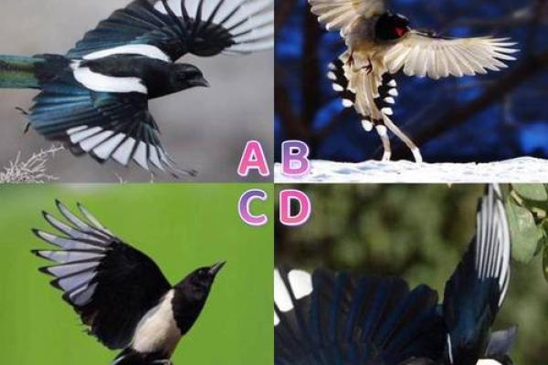 喜鹊敲窗与运势变化的风水关系 喜鹊敲窗与运势变化的风水关系