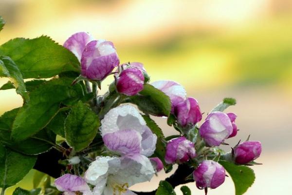 喜鹊敲窗与运势变化的风水关系 喜鹊敲窗与运势变化的风水关系