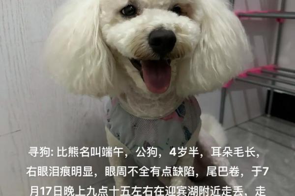公比熊名字的流行趋势与选名指南