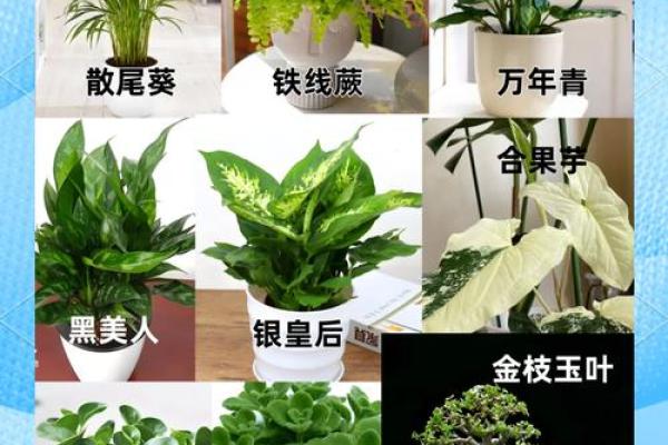 办公环境风水与绿植搭配指南 办公环境风水与绿植搭配指南