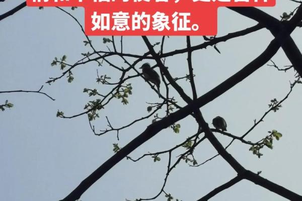 如何解读喜鹊敲窗的风水象征