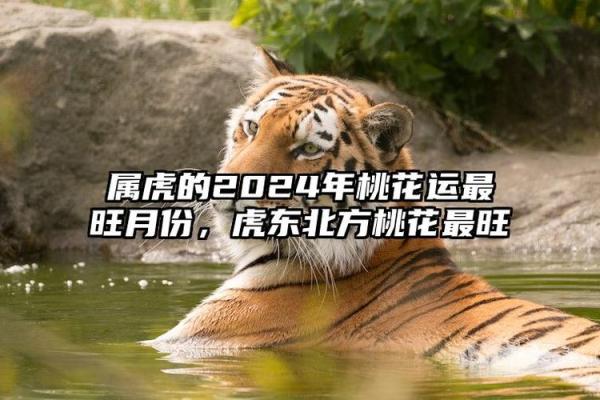属虎人的事业与爱情运势