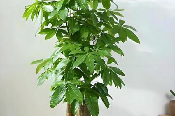 提升办公室运势的植物选择与风水指南