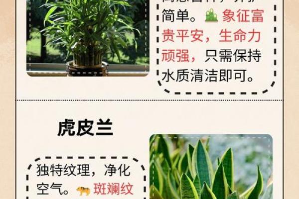 提升办公室运势的植物选择与风水指南