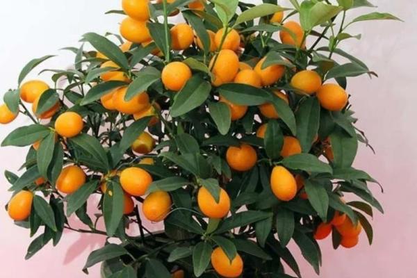花都家居风水助力家庭和谐与财富运势