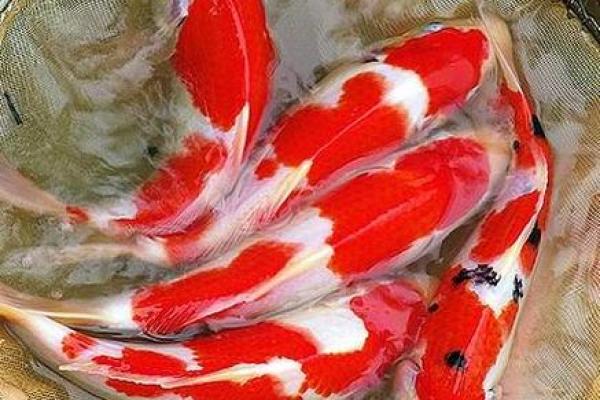 办公室风水鱼的最佳位置与种类推荐