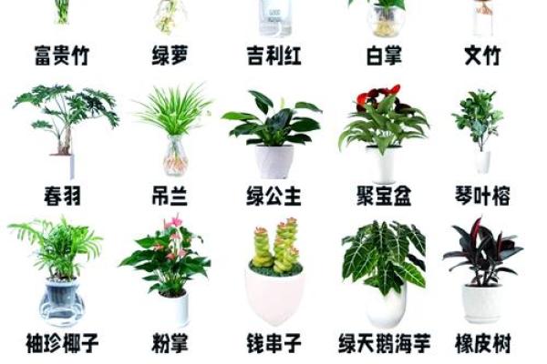办公室风水植物:如何通过摆放改善工作运势 办公室风水植物:如何通过摆放改善工作运势