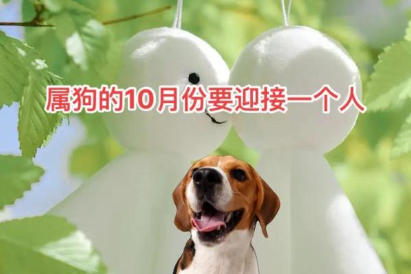 属狗年运势全景解析：稳步前行的年度指南