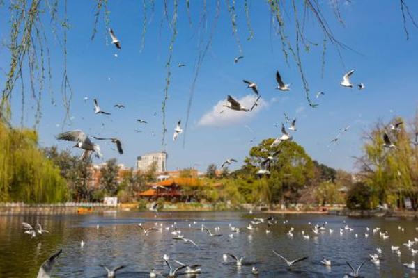 鸥五行属什么?探究鸥鸟与五行的关系 鸥五行属什么?探究鸥鸟与五行的关系