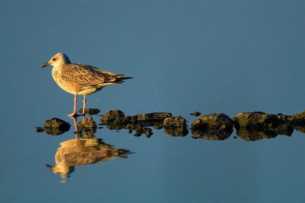 鸥五行属什么?探究鸥鸟与五行的关系 鸥五行属什么?探究鸥鸟与五行的关系