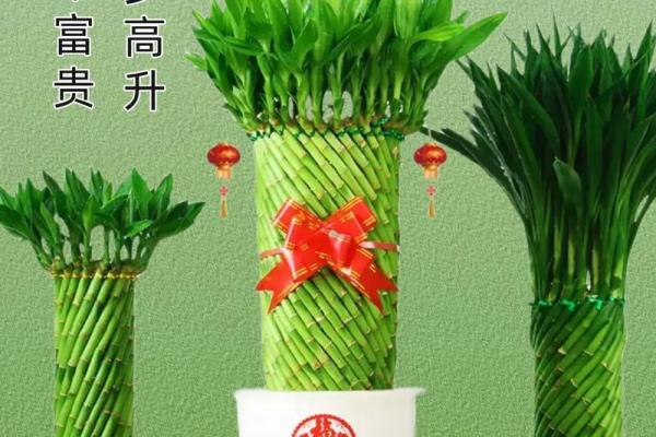 竹子在风水中的意义与家居摆放技巧
