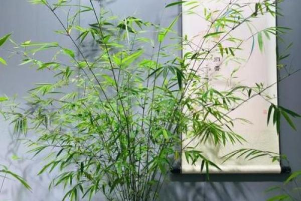 竹子在风水中的意义与家居摆放技巧