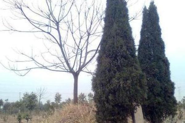 墓地风水改善家运的秘密